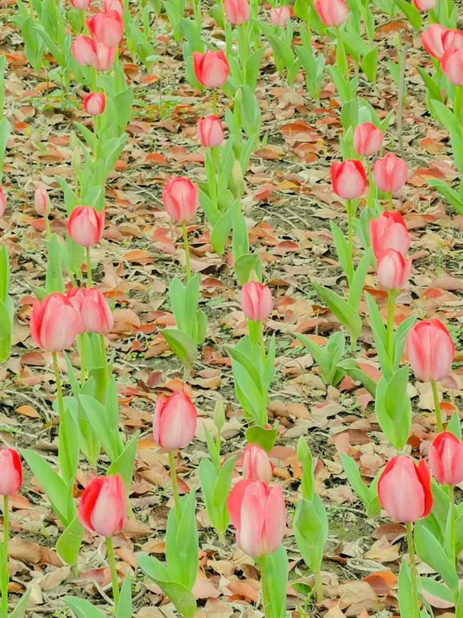 微信图片_20210406134222.jpg 微信图片_20210406134222.jpg